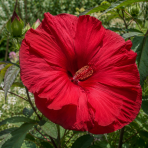 Ibištek bahenný (Hibiscus moscheutos) ´Carousel Geant Red’ - výška 20-40 cm, kont. C3L